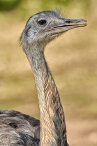 Nandu